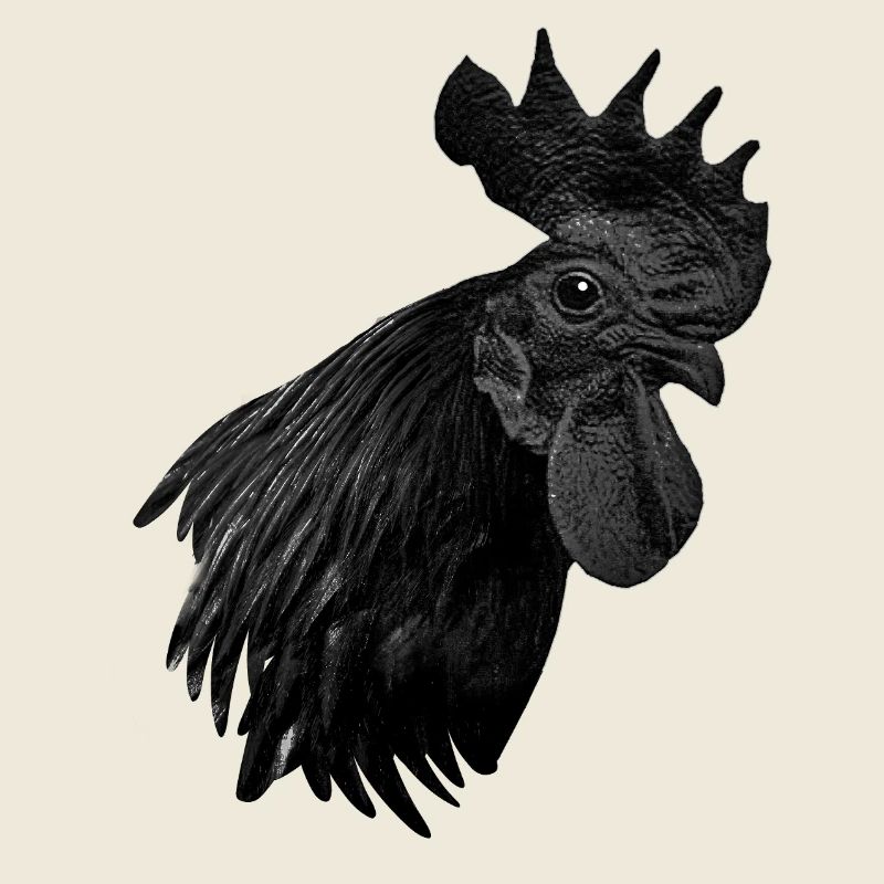 Ayam Cemani - Hühner Fans -  Hahn - Gockel 