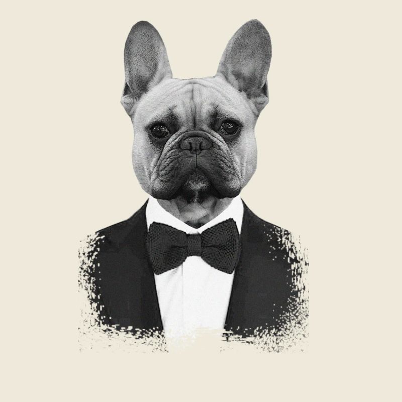 Bouledogue en Smoking Élégant