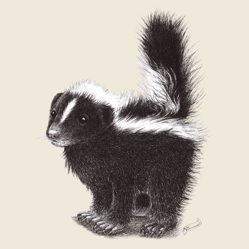Cute cool skunk