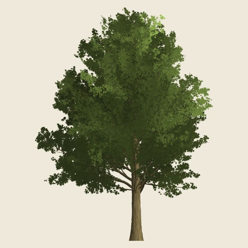 Tree French maple, colored, green