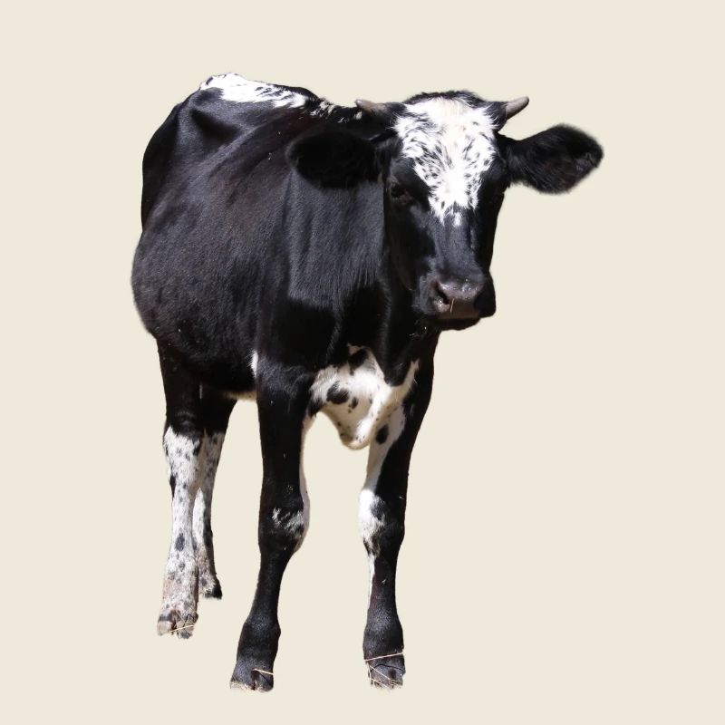 Drôle de vache noir et blanc cadeau fermier