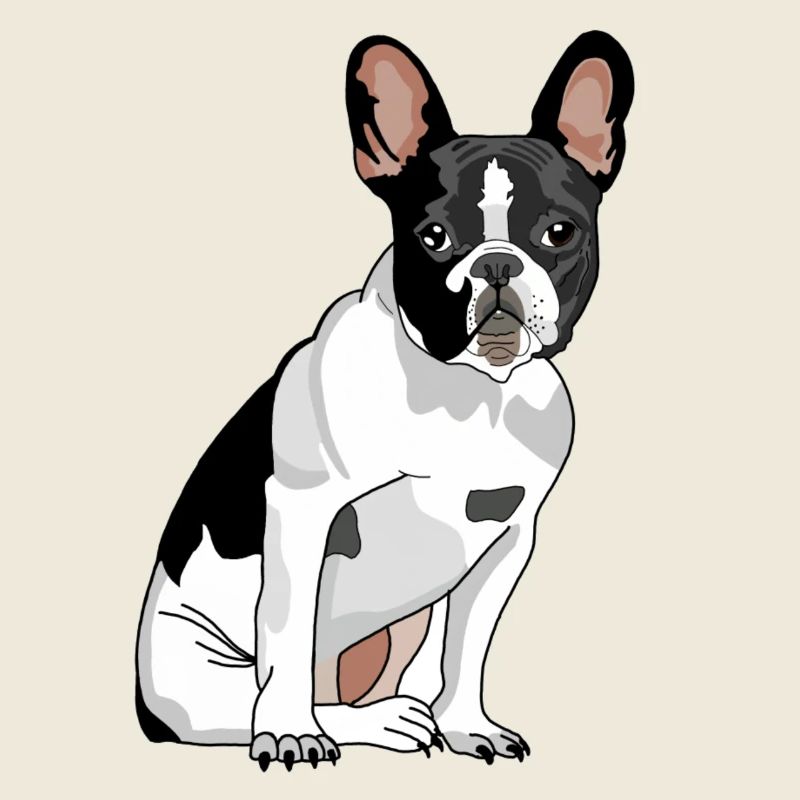 Chien Bouledogue Français