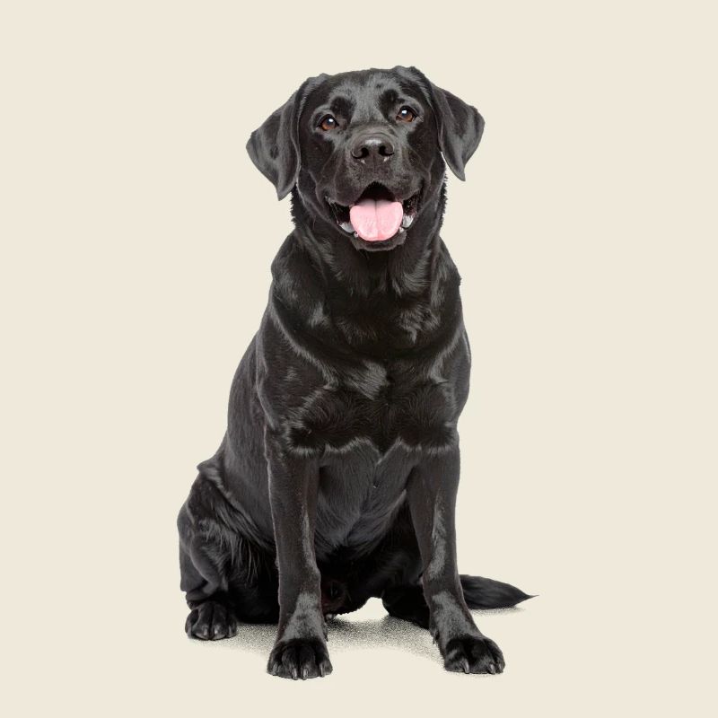 Schwarzer Labrador – Loyal, liebenswert & Charmant