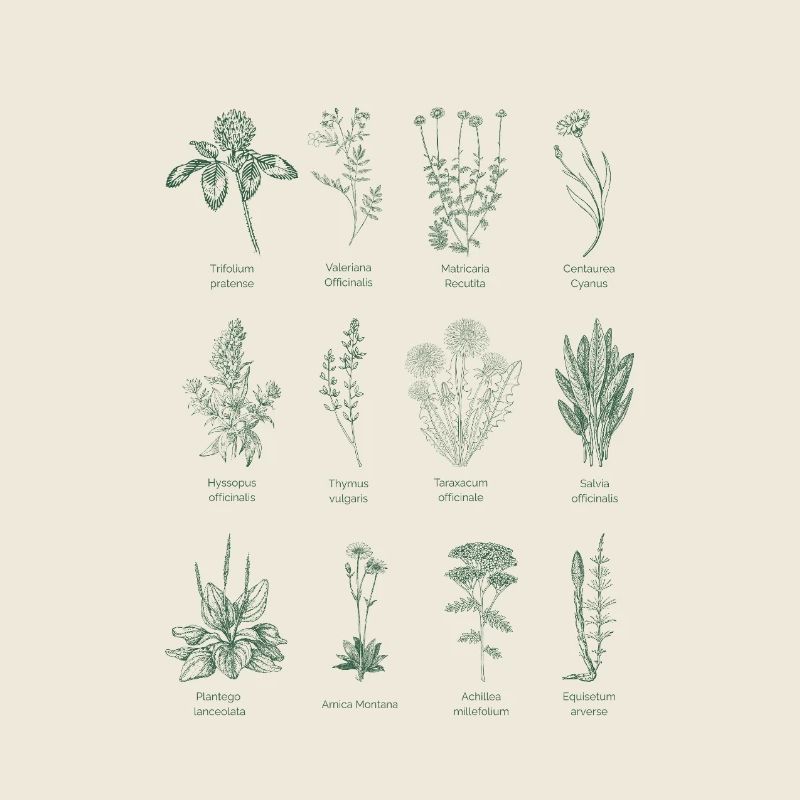 Illustration d’herbes sauvages botaniques - Vert forêt
