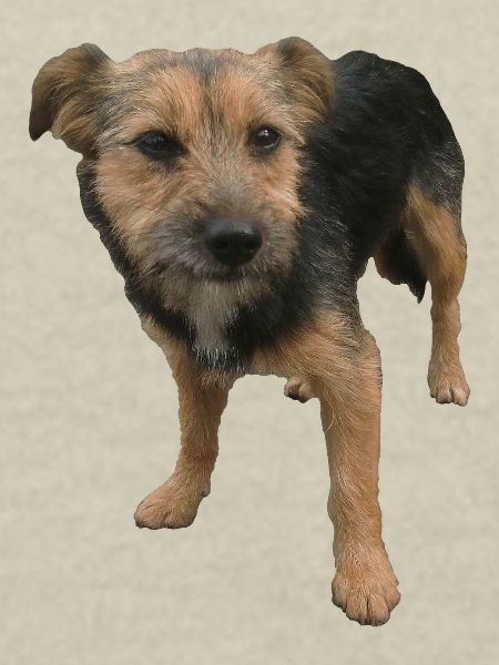 Chien
