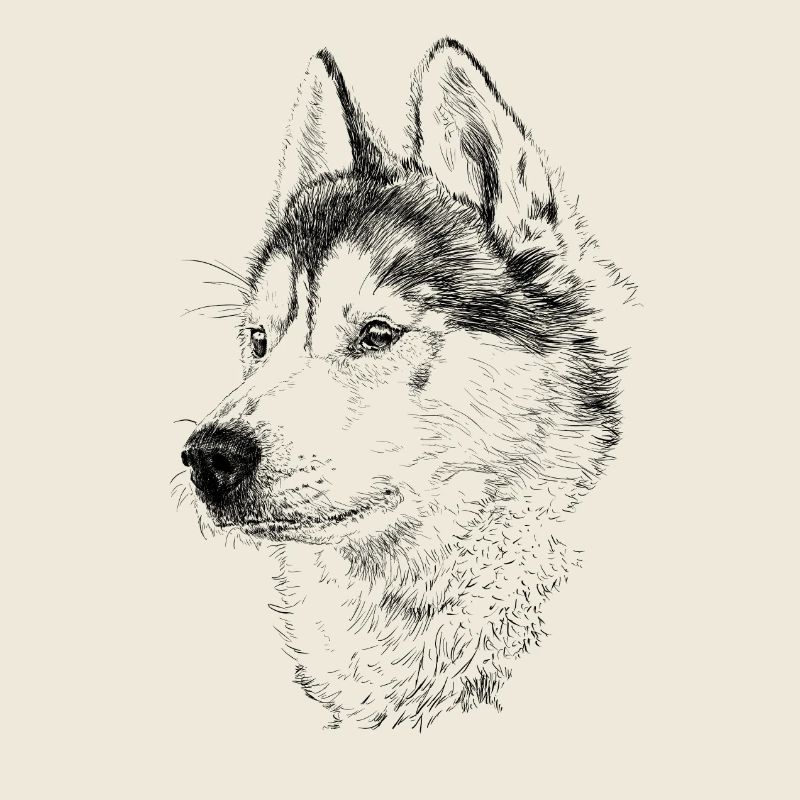 chien de traîneau