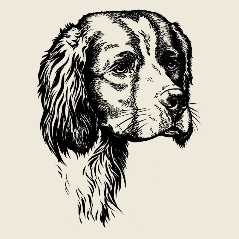 IRW Setter Portrait
