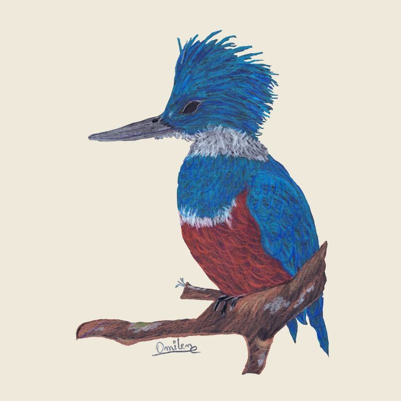 Ein charismatischer Eisvogel.