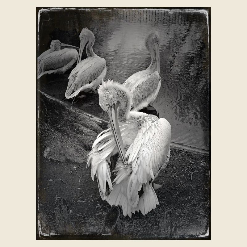 Dark Pelicans
