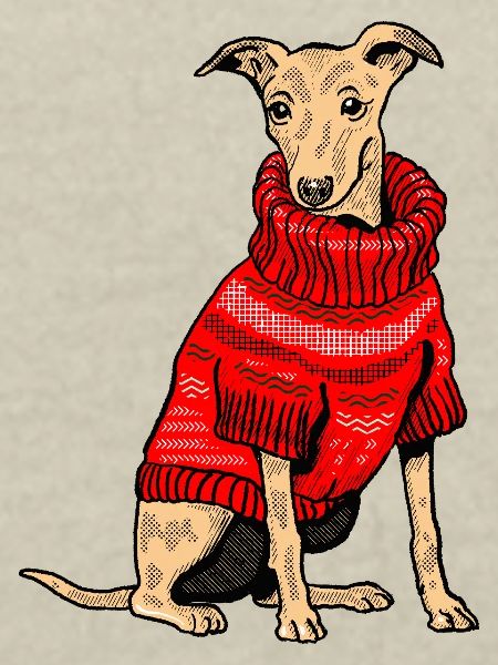 Hund im roten Strickpullover