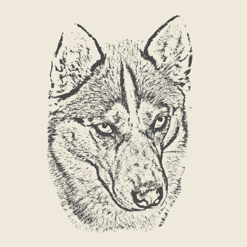 Wolf Gaze Grayscale Illustration