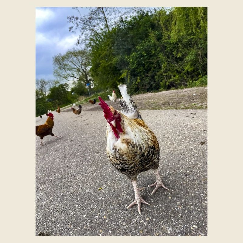 Bist du ein Huhn??