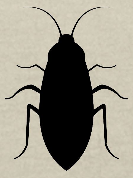 Cockroach