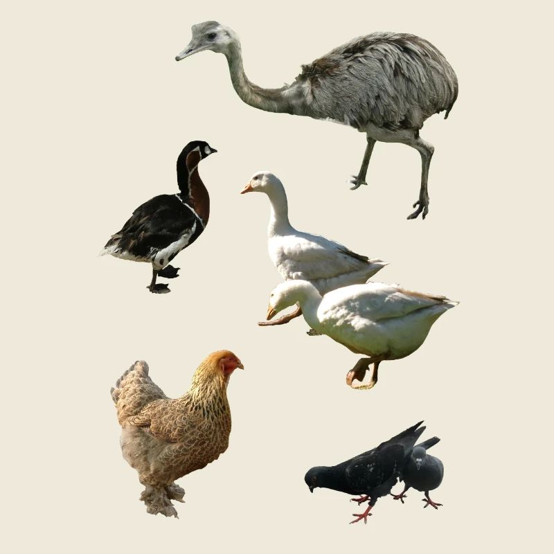 Poultry