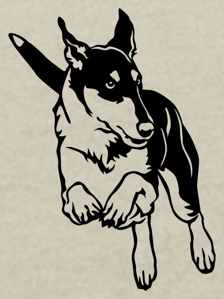 Collie