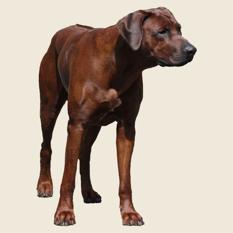Rhodesian Ridgeback - Hunde Motiv
