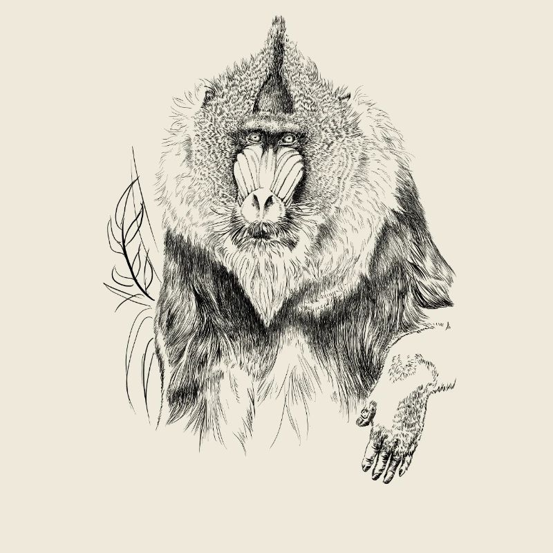 Mandrill 