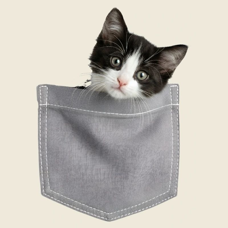 Cat Pocket jette un coup d’œil à un chat mignon dans la poche