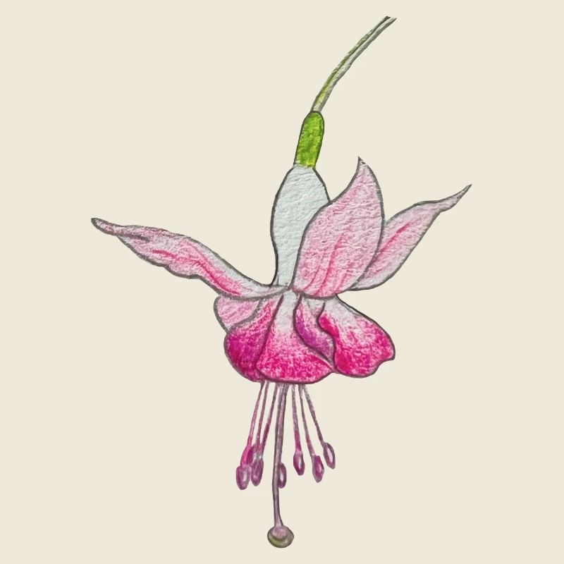 Fleur de fuchsia