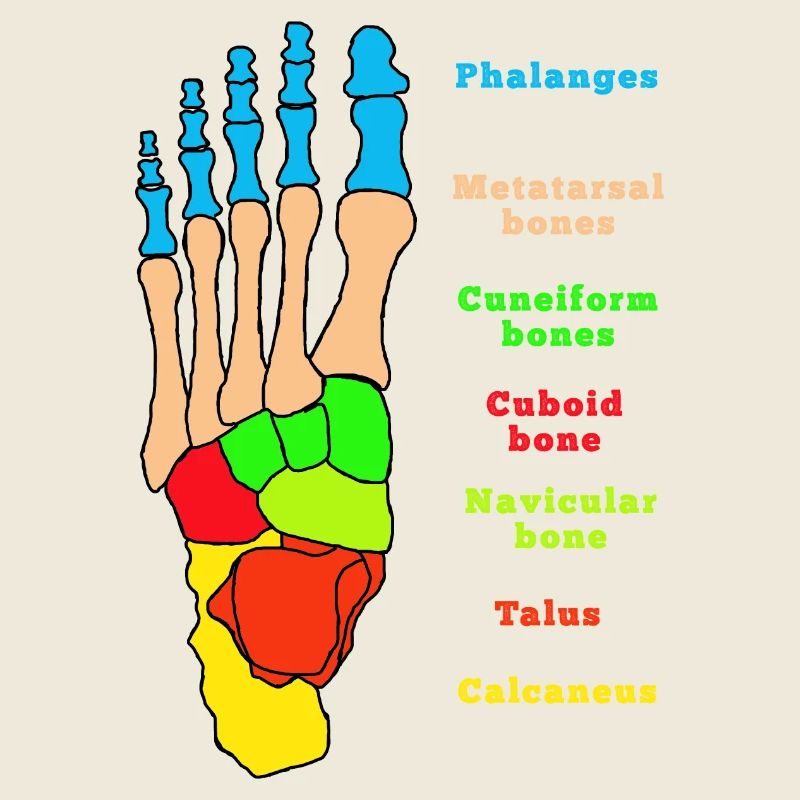 Foot Anatomy Bone Skeleton Physiotherapy