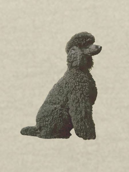 Schwarzer Pudel