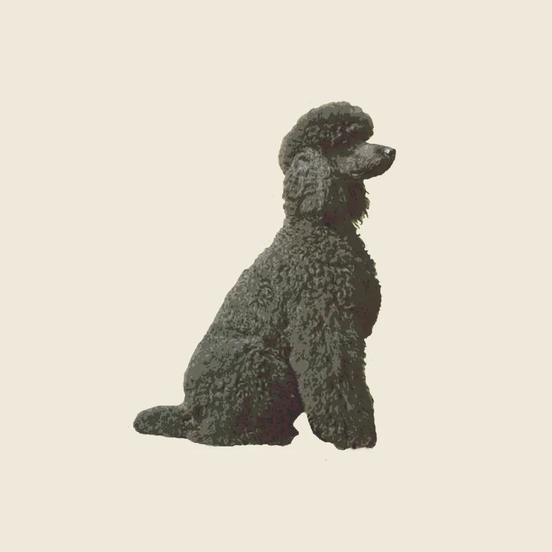 Caniche noir