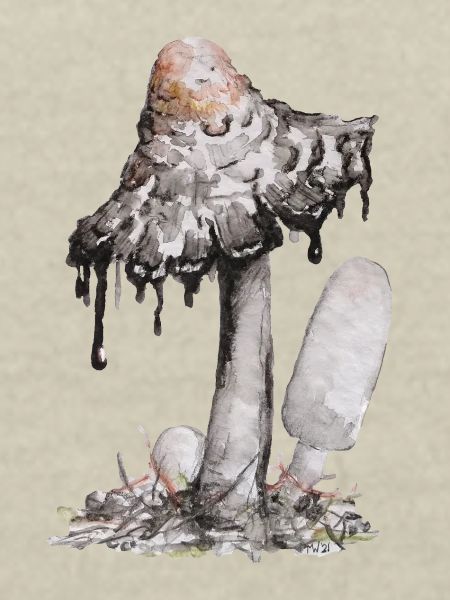 ink fungus