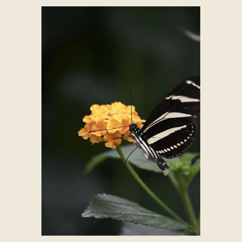 Papillon
