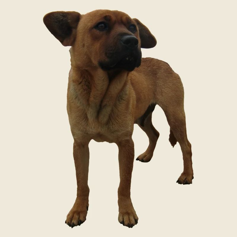 Hund