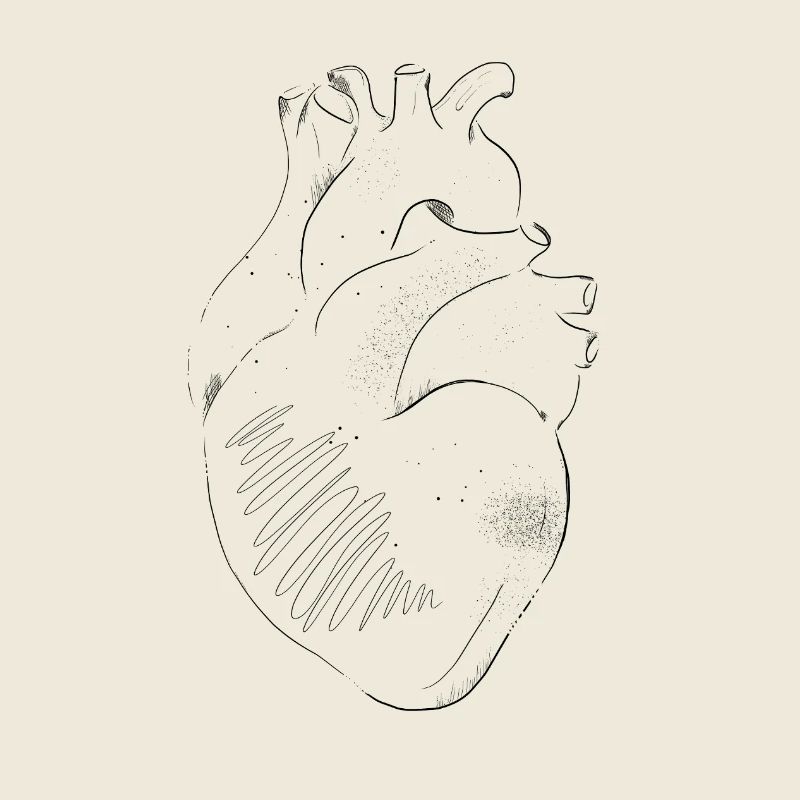 Anatomie du Cœur
