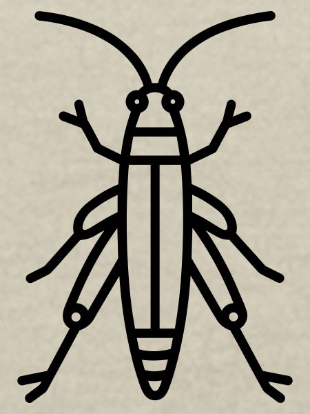 Heuschrecke