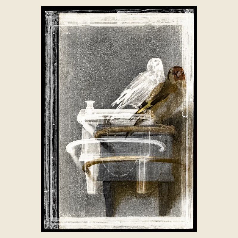 Birds on aged bench