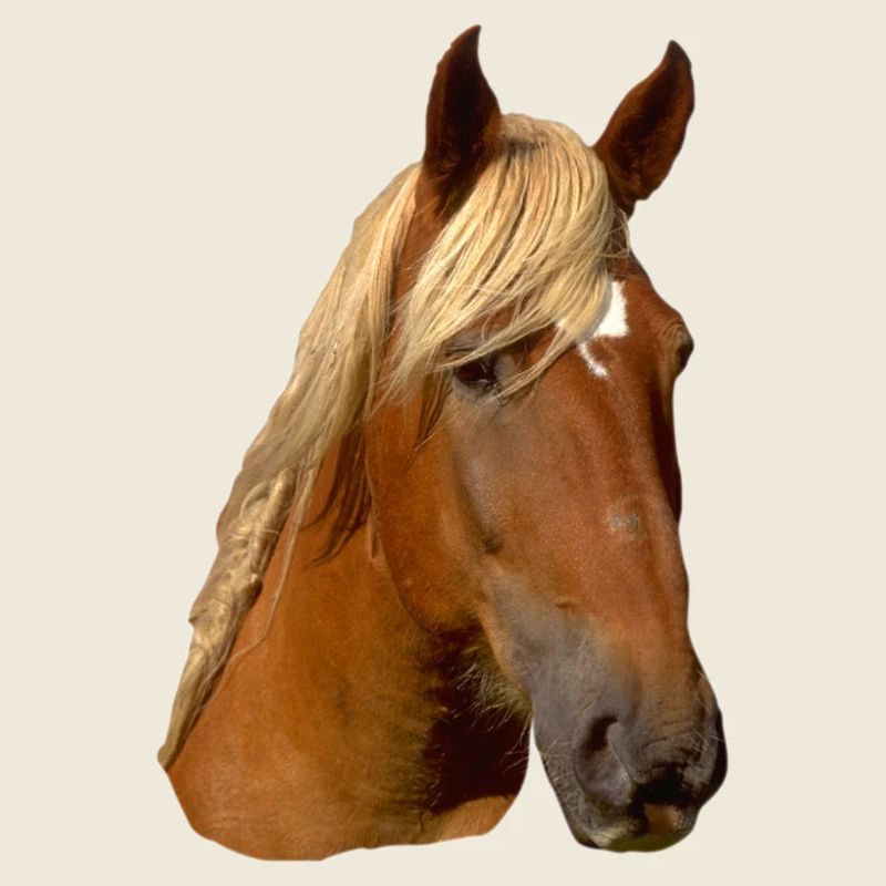 Pferd frontal
