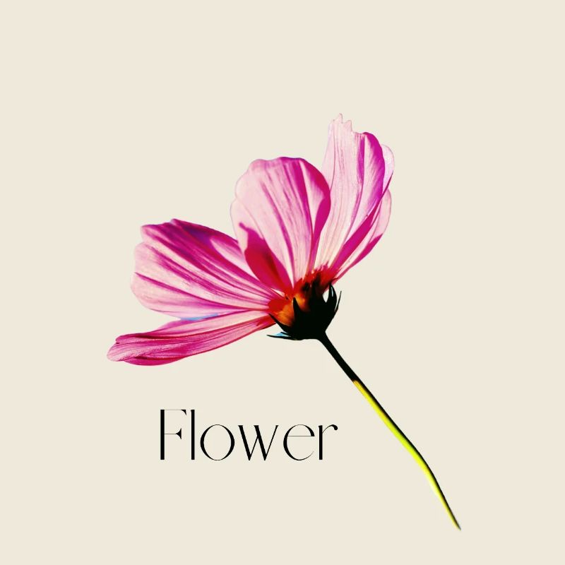 Blume