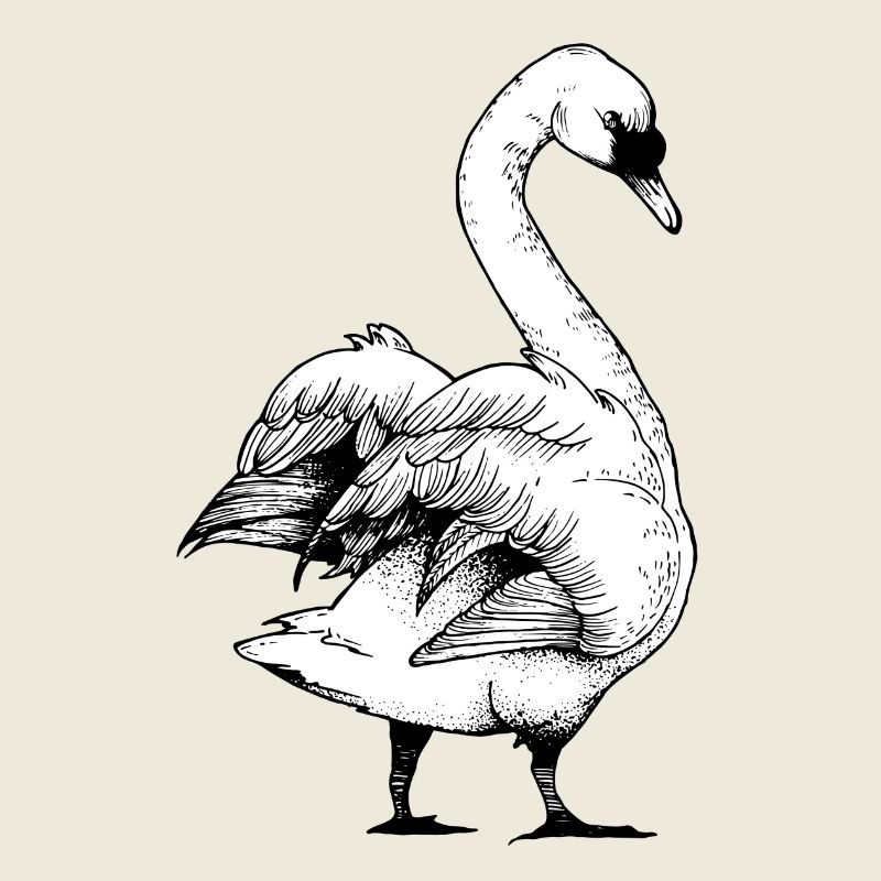 swan