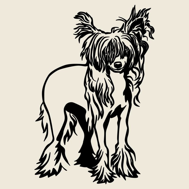 Chinesischer Schopfhund