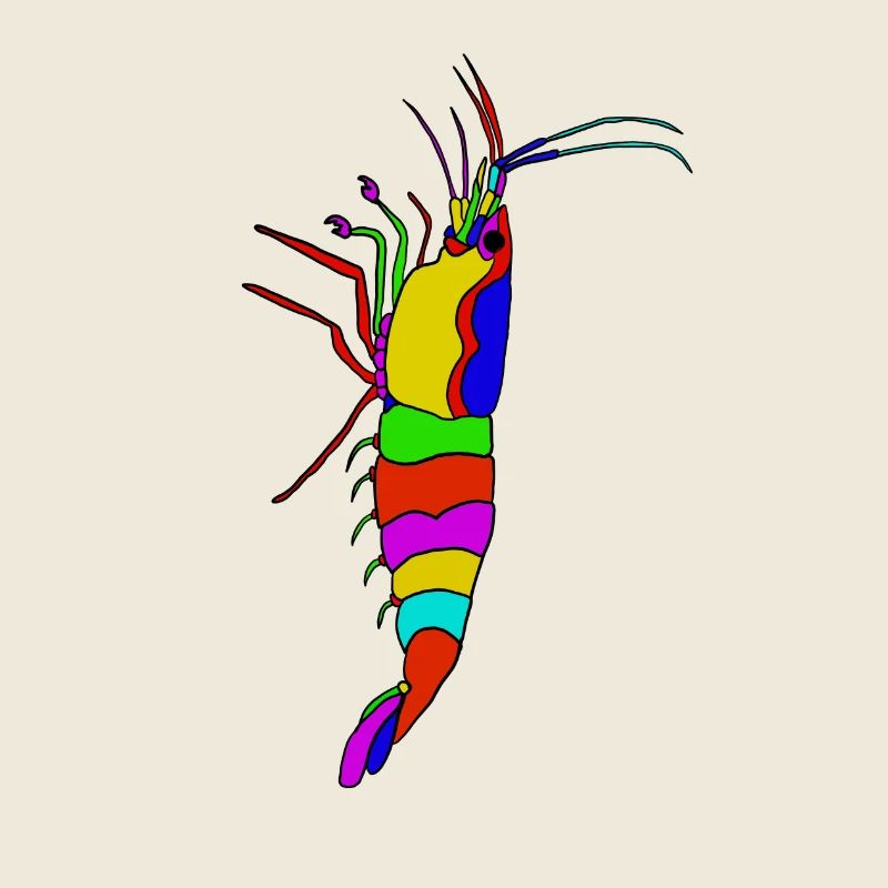 Panorama coloré de crevettes