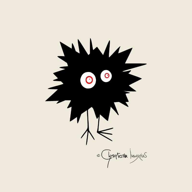 Woolly Beastie flashed © Chyropterum Innoxius