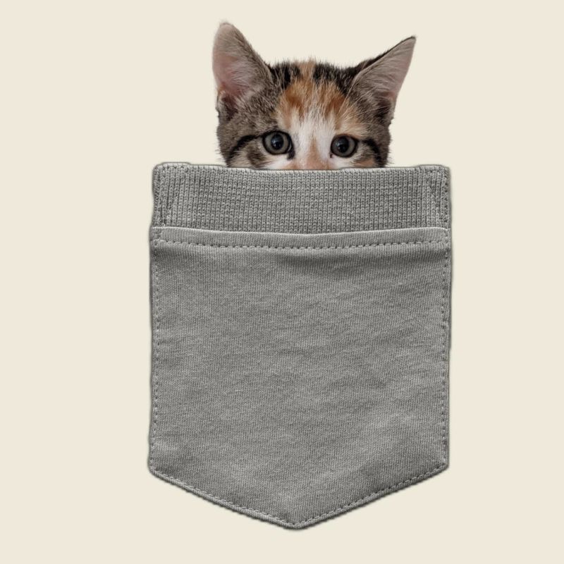 Katze in der Tasche - Ein Kätzchen blickt durch