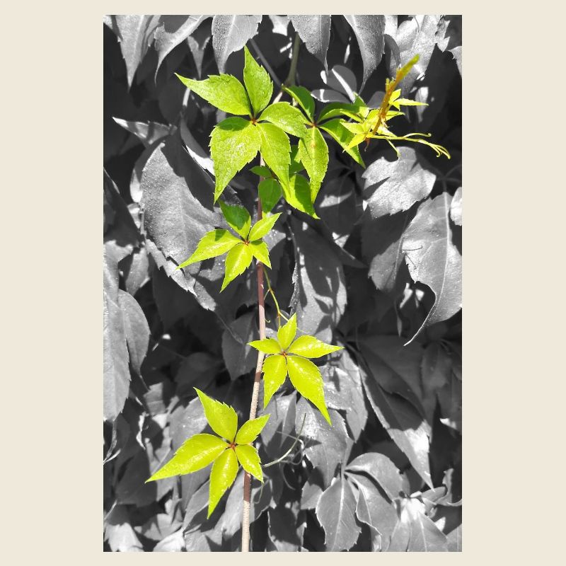 Vignes vert néon en contraste en niveaux de gris