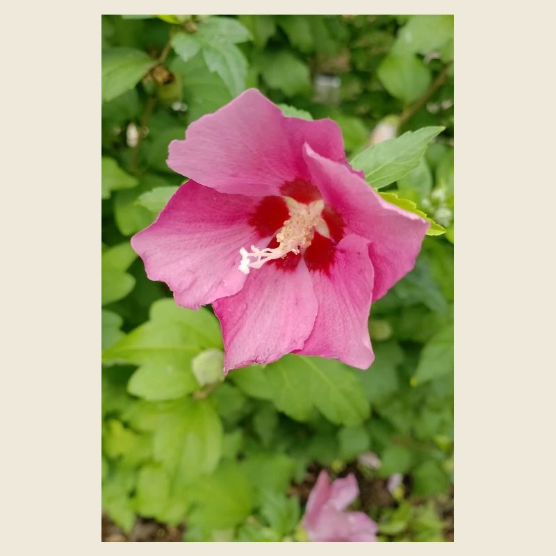 Rosa Hibiscus (Straucheibisch )