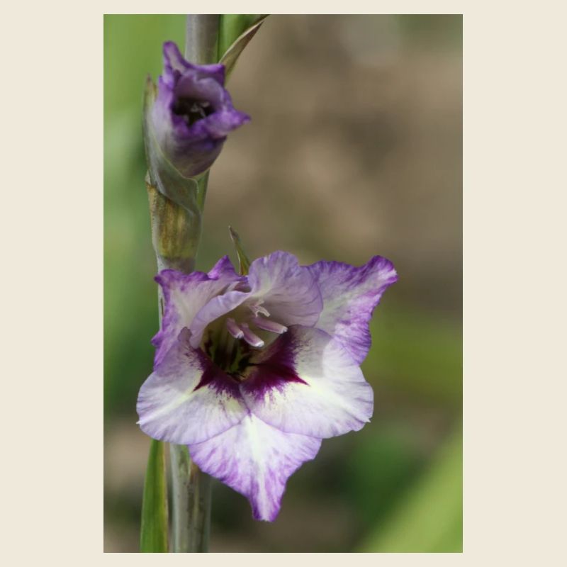 Glaïeul – amidon en fleurs