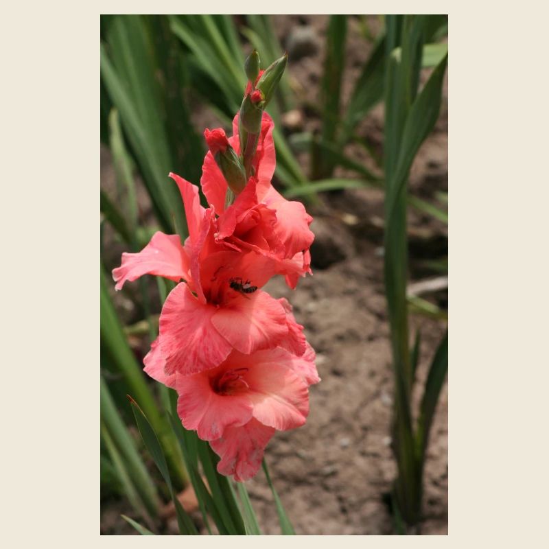 Glaïeul – amidon en fleurs