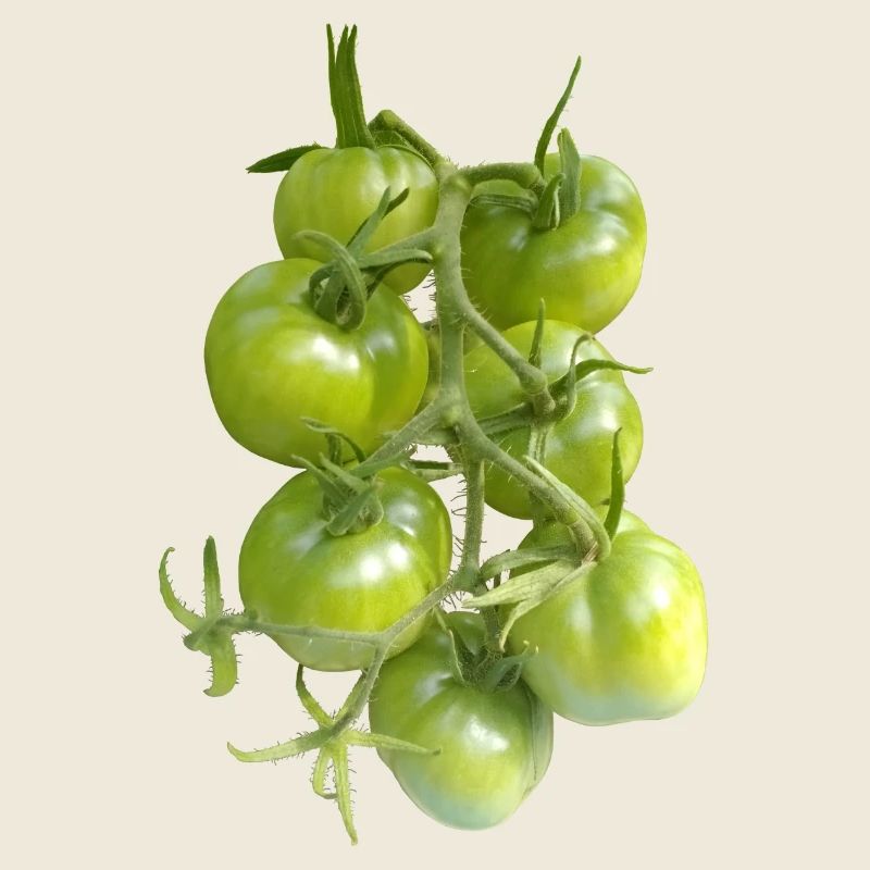 Grüne Tomaten am Weinstock
