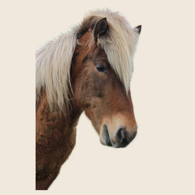 Chevaux T-shirt Cadeau Cavalier