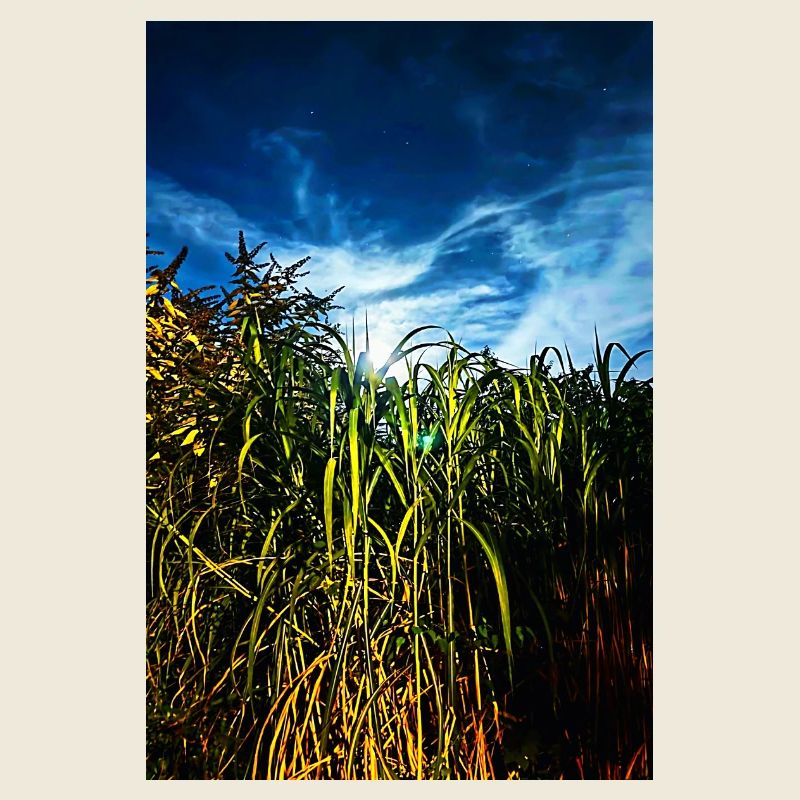Moonlight in the reed