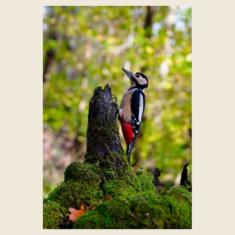 Pic sur bûche moussue