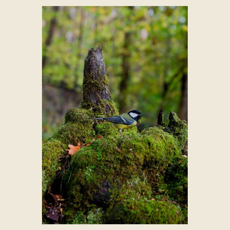 Moosiger Waldvogel In Ruhiger Lichtung