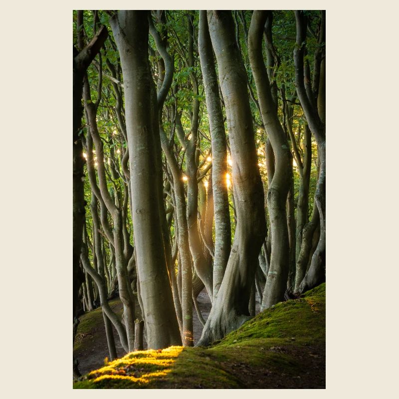 Trees Light of the Sun