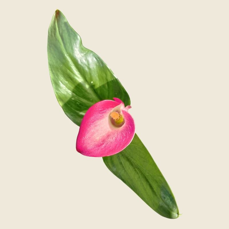 Pink Calla Blüte